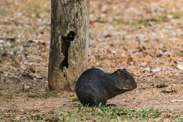 Colombian Wildlife in Different Habitats
