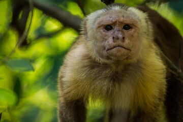 Colombian Wildlife in Different Habitats