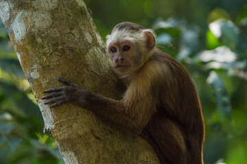 Colombian Wildlife in Different Habitats