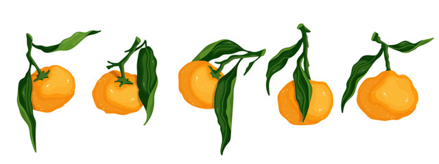 Set of ripe citrus fruit tangerines.Vector graphics.