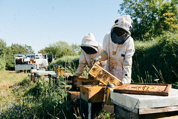 Unrecognizable beekeepers removing honeycombs from beehive in apiary