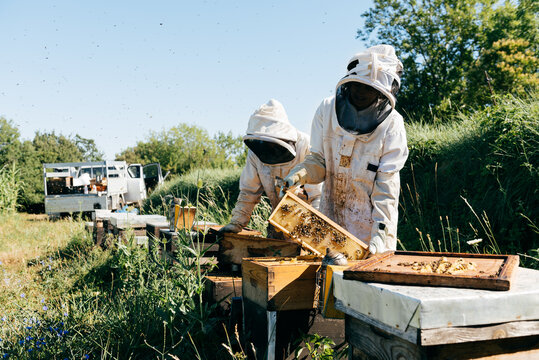 Unrecognizable beekeepers removing honeycombs from beehive in apiary