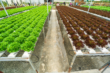Hydroponic farming system, organic hydroponic vegetable garden in greenhouse.