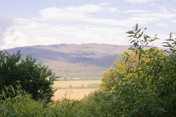 frame of tops of trees and shrubs on a white background