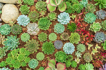 Close up succulent plants garden viewed from above.
