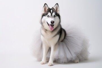 Fototapeta premium Group portrait photography of a happy siberian husky wearing a tutu skirt against a white background. With generative AI technology