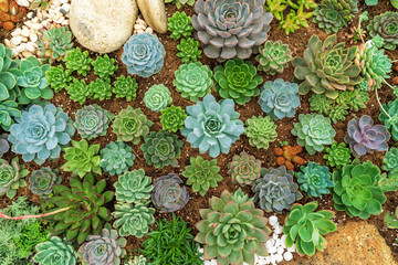 Close up succulent plants garden viewed from above.