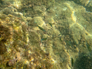 Naklejka na ściany i meble Vista subacquea della barriera corallina con pesci 1056