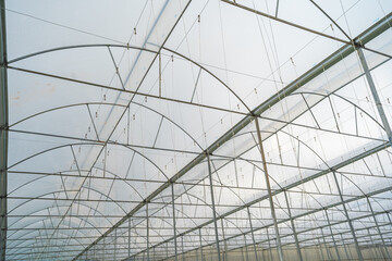 Fototapeta premium Hothouse used for growing strawberries in Vietnam.