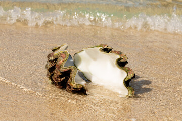 große Muschel, big Tridacna , am Strand in Thailand, zwei Schalenhälften gehören zusammen.