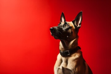 Photography in the style of pensive portraiture of a happy belgian malinois dog wearing a reflective vest against a red background. With generative AI technology