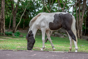 The background of one type of land animal is a horse, which is eating grass and is a fast animal used for transportation and showing.