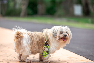 The background of one type of land animal is a horse, which is eating grass and is a fast animal used for transportation and showing.