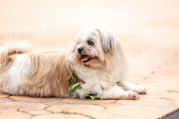 The background of one type of land animal is a horse, which is eating grass and is a fast animal used for transportation and showing.
