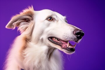 Close-up portrait photography of a happy borzoi wearing a sports jersey against a vibrant purple background. With generative AI technology