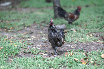 The background of chickens, they are animals that lay eggs and search for food to survive in the forest.