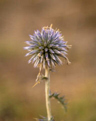 thistle in bloom