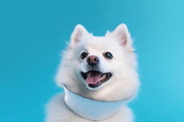 Close-up portrait photography of a smiling american eskimo dog wearing an anxiety wrap against a turquoise blue background. With generative AI technology