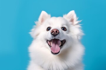 Close-up portrait photography of a smiling american eskimo dog wearing an anxiety wrap against a turquoise blue background. With generative AI technology