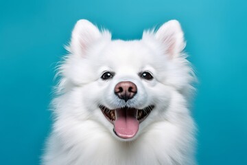 Close-up portrait photography of a smiling american eskimo dog wearing an anxiety wrap against a turquoise blue background. With generative AI technology - obrazy, fototapety, plakaty