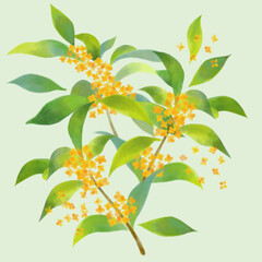 キンモクセイのイラスト素材