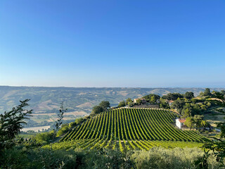 View of the vineyard in the valley