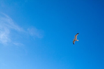 Seagull fliying free