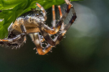 Hairy legs of the garden spider