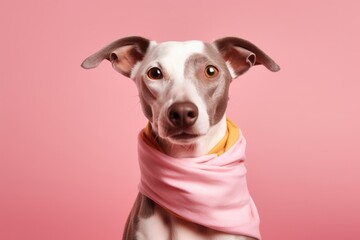 Close-up portrait photography of a smiling italian greyhound dog wearing a bandana against a peachy pink background. With generative AI technology