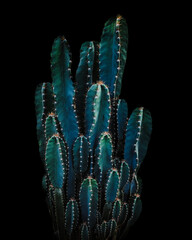 Close-up Shot Of Cactus in Dark Black