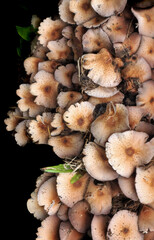 Close-up Shot Of Mushrooms in Dark Black