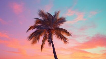 A palm tree is silhouetted against a colorful sunset
