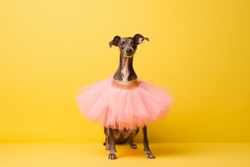 Medium shot portrait photography of a cute italian greyhound dog wearing a tutu skirt against a pastel yellow background. With generative AI technology