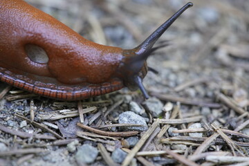 The red slug (Arion rufus), also known as the large red slug, chocolate arion and European red...