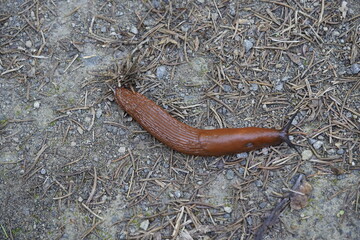 The red slug (Arion rufus), also known as the large red slug, chocolate arion and European red...