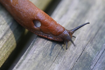 The red slug (Arion rufus), also known as the large red slug, chocolate arion and European red...