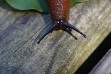 The red slug (Arion rufus), also known as the large red slug, chocolate arion and European red slug, is a species of land slug in the family Arionidae, the roundback slugs.


