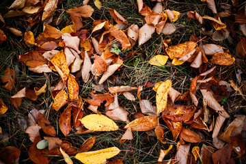 Yellow leaves on the ground in the forest in autumn