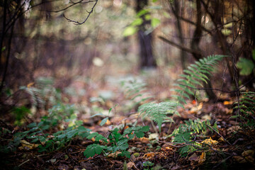 Autumn fern in the forest with yellow leaves