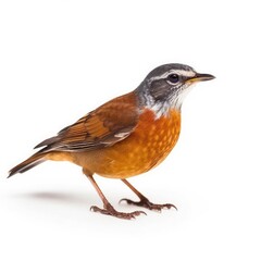 Rufous-backed robin bird isolated on white background.