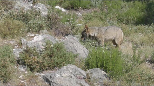 lobo ib&eacute;rico en su abitat natural