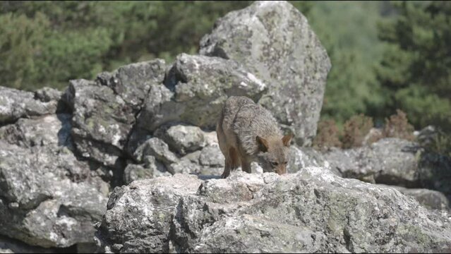lobo ib&eacute;rico en su abitat natural