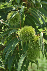 長居植物園の栗