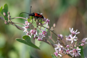 Close up of longhorn beetle, Purpuricenus budensis