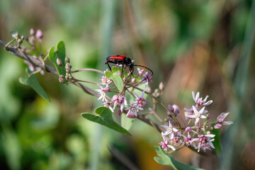 Close up of longhorn beetle, Purpuricenus budensis