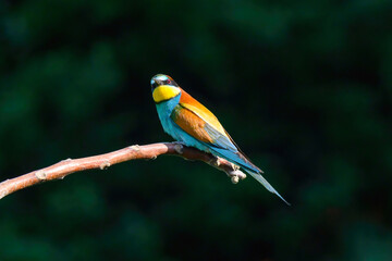 Beautiful nature scene with European bee-eater Merops apiaster