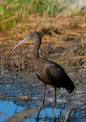 Glossy Ibis (Plegadis falcinellus) Wading Bird