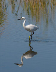 Little white Egret, Egreta garzetta in natural environment
