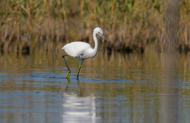 Little white Egret, Egreta garzetta in natural environment