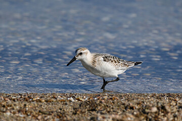 Sanderling (Calidris alba) feeding along the tideline on the coast